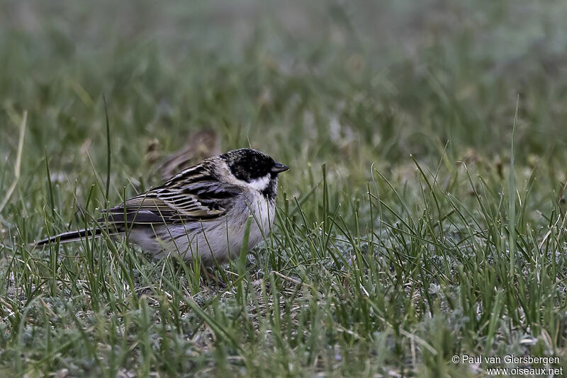 Pallas's Reed Bunting male adult
