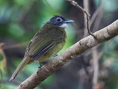 Red-tailed Greenbul
