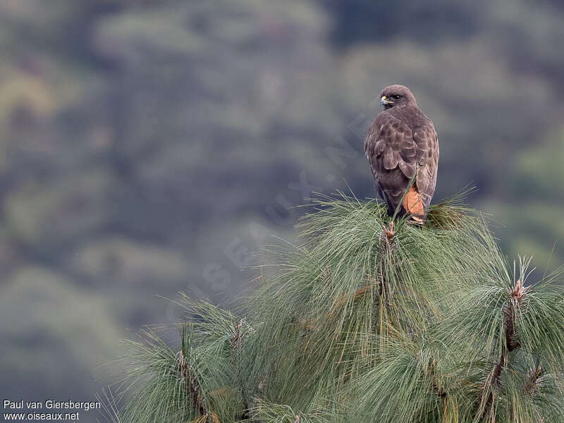 Red-tailed Hawk, habitat, pigmentation