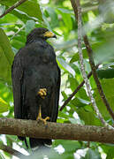 Common Black Hawk
