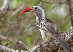 Northern Red-billed Hornbill