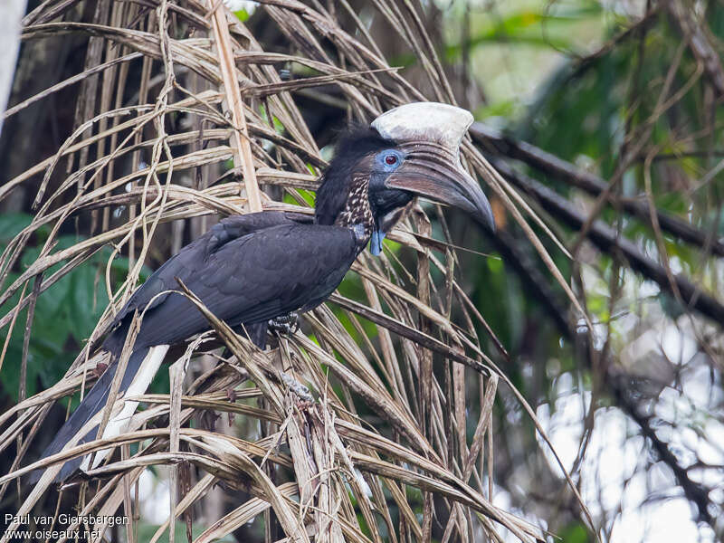 Yellow-casqued Hornbill male adult, identification