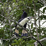 Mindanao Hornbill
