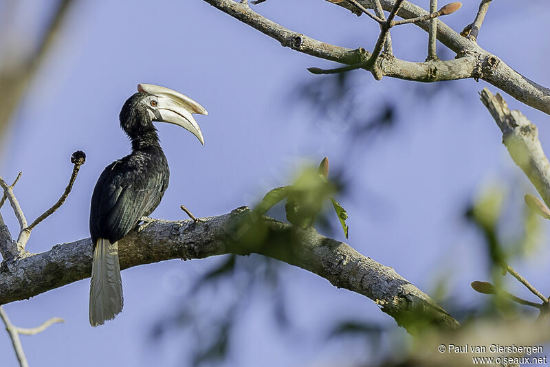 Palawan Hornbill male adult
