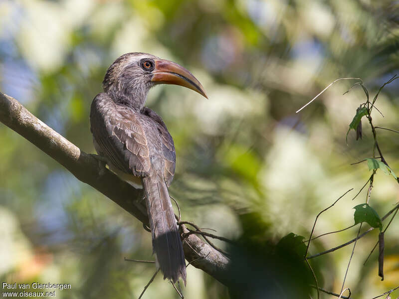 Malabar Grey Hornbill male adult, identification