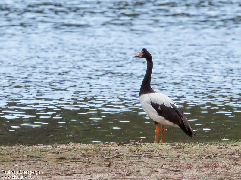 Magpie Goose male adult, habitat, pigmentation, Behaviour