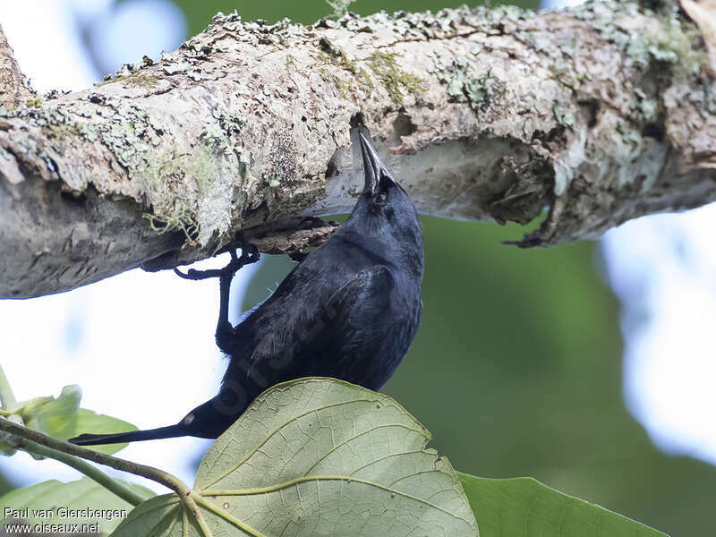 Jamaican Blackbirdadult, identification