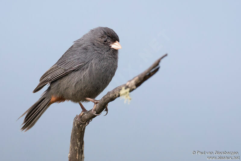 Paramo Seedeater male adult