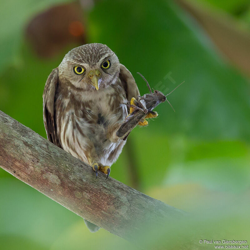 Ferruginous Pygmy Owl