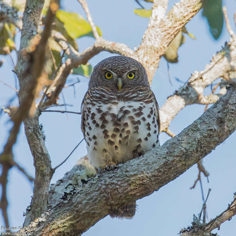 African Barred Owlet, close-up portrait