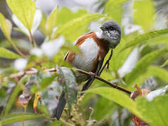 Bay-chested Warbling Finch
