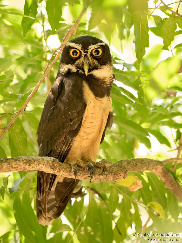 Spectacled Owladult