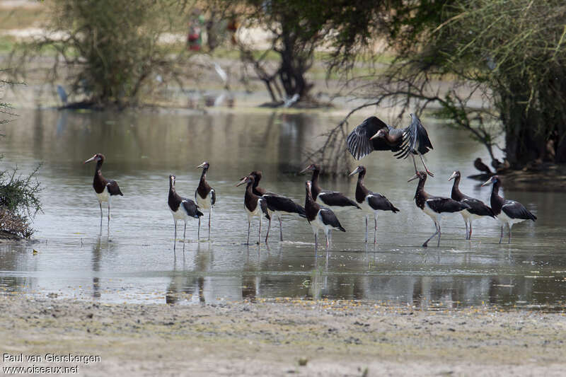 Abdim's Stork, habitat, Behaviour