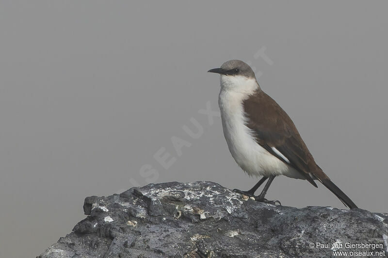 White-bellied Cinclodesadult