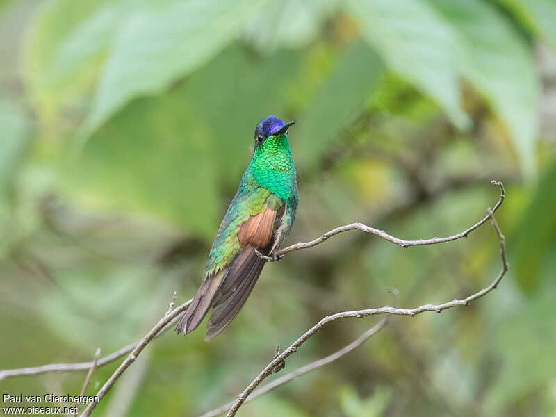 Colibri d'Oaxaca mâle adulte, identification