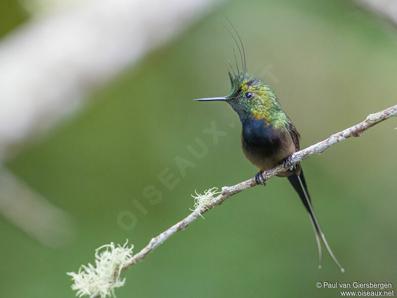 Wire-crested Thorntail male adult