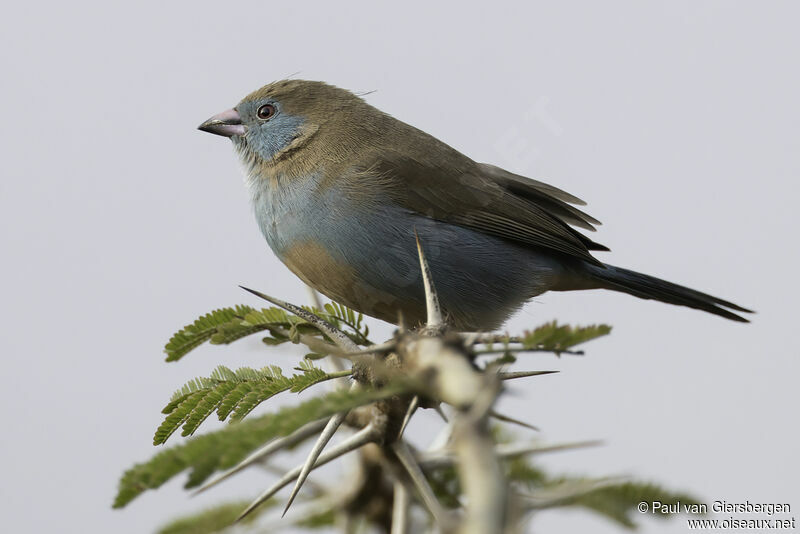 Blue-capped Cordon-bleu female adult