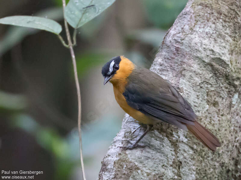 Grey-winged Robin-Chatadult, identification