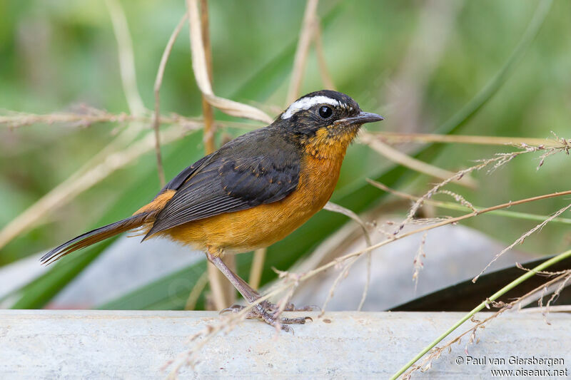 Rüppell's Robin-Chat