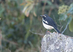 Angolan Cave Chat