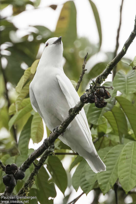 Cotinga blanc mâle adulte, habitat, pigmentation