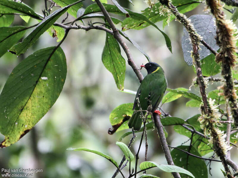 Green-and-black Fruiteater male adult, habitat, feeding habits
