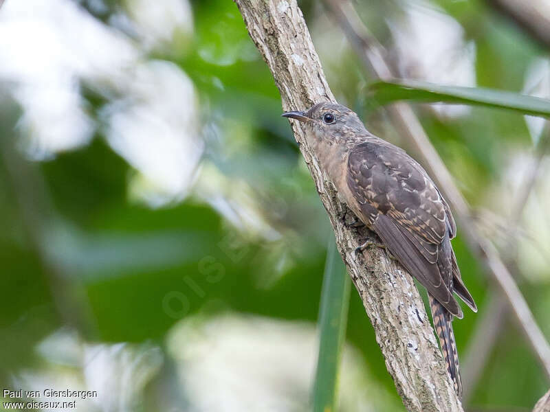 Brush Cuckoo, identification