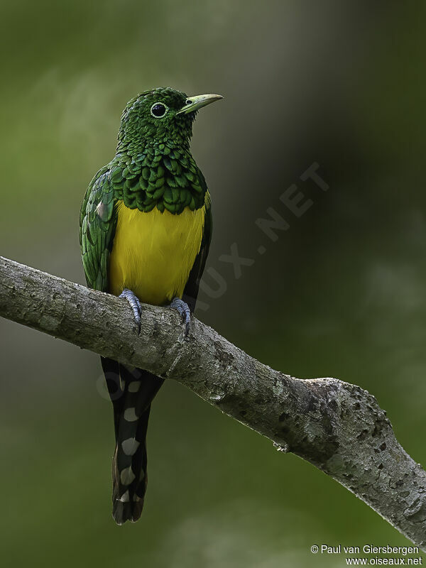 African Emerald Cuckoo male adult