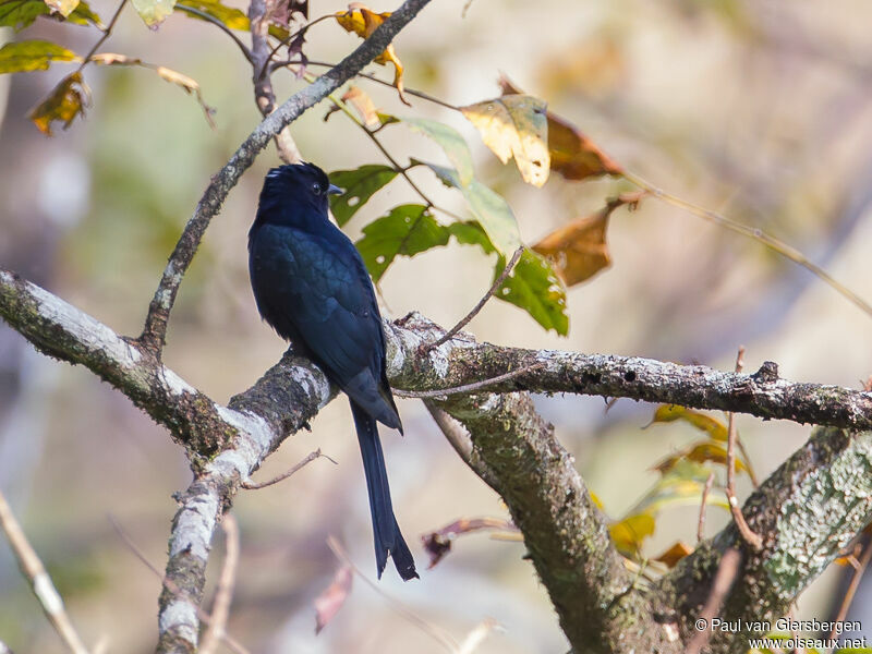 Fork-tailed Drongo-Cuckoo