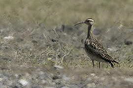 Little Curlew