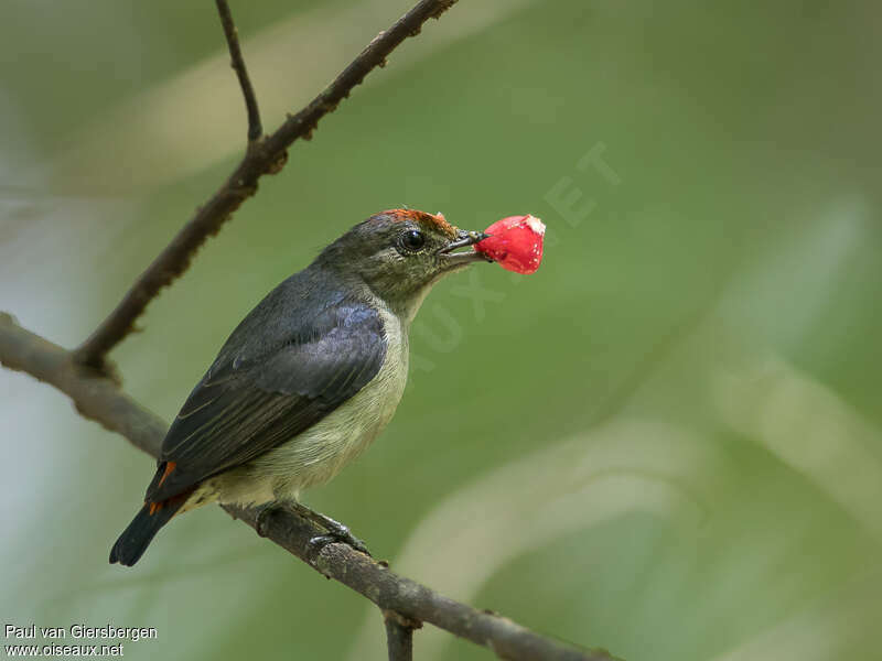 Red-capped Flowerpecker female adult, identification