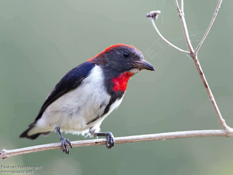Black-fronted Flowerpecker male adult, identification