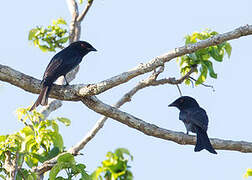 Common Square-tailed Drongo