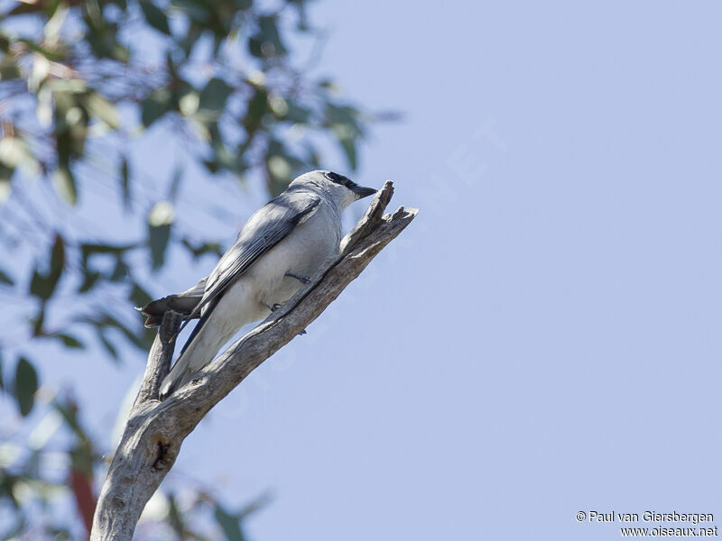 White-bellied Cuckooshrike