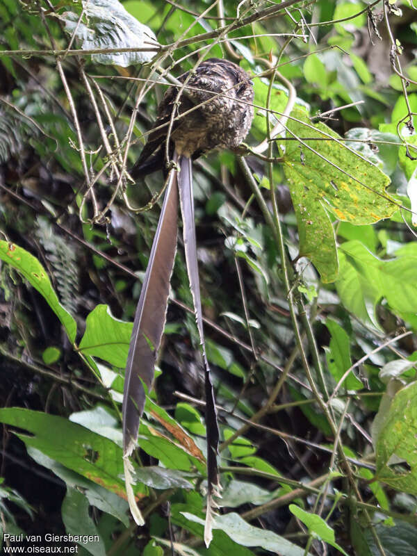 Lyre-tailed Nightjar male adult breeding, identification