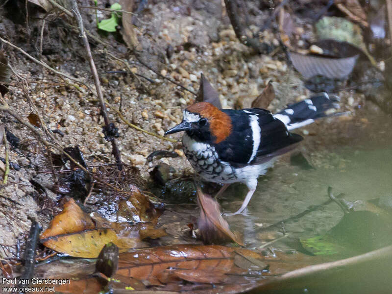 Chestnut-naped Forktail male adult, identification