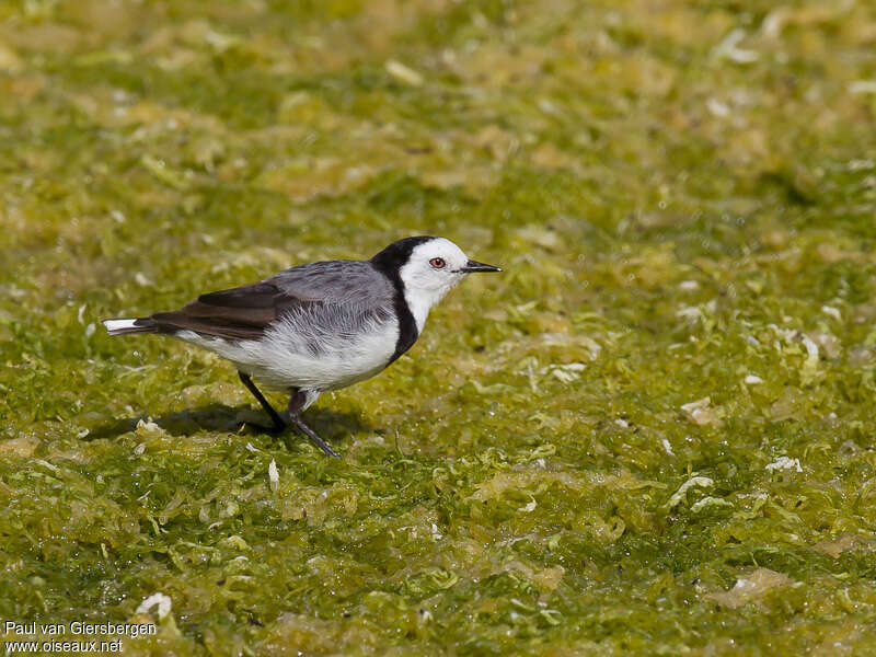 White-fronted Chat male adult, habitat, Behaviour