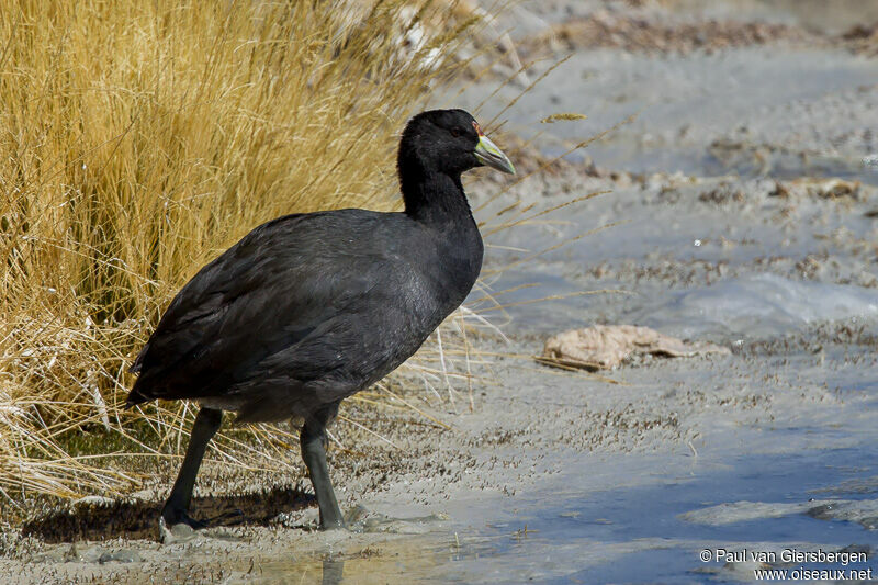 Andean Coot