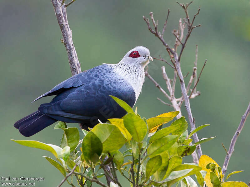Comoros Blue Pigeonadult, identification