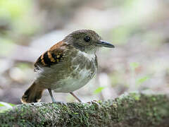 Spotted Antbird