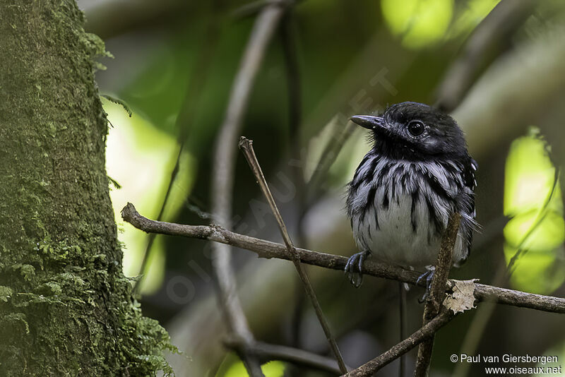 Dot-backed Antbird male adult