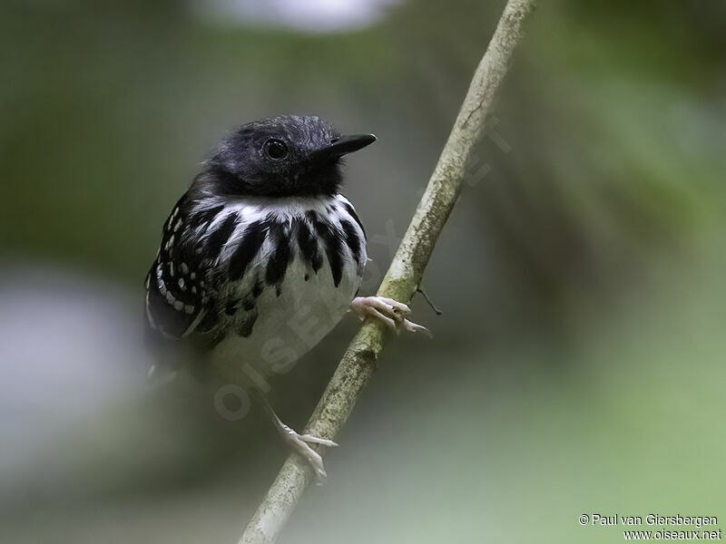 Spot-backed Antbird male adult