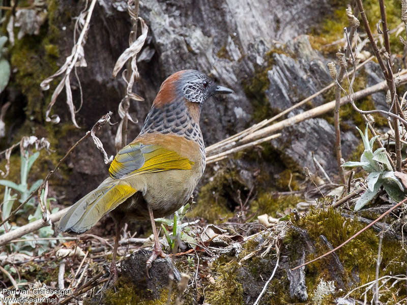 Chestnut-crowned Laughingthrushadult, aspect