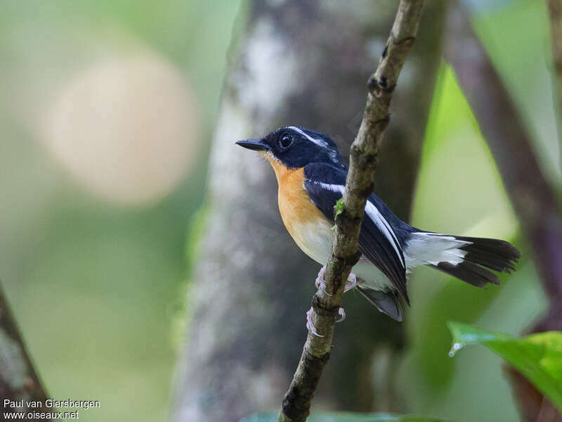 Rufous-chested Flycatcher male adult, identification
