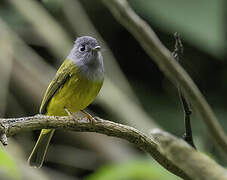 Grey-headed Canary-flycatcher