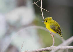 Citrine Canary-flycatcher