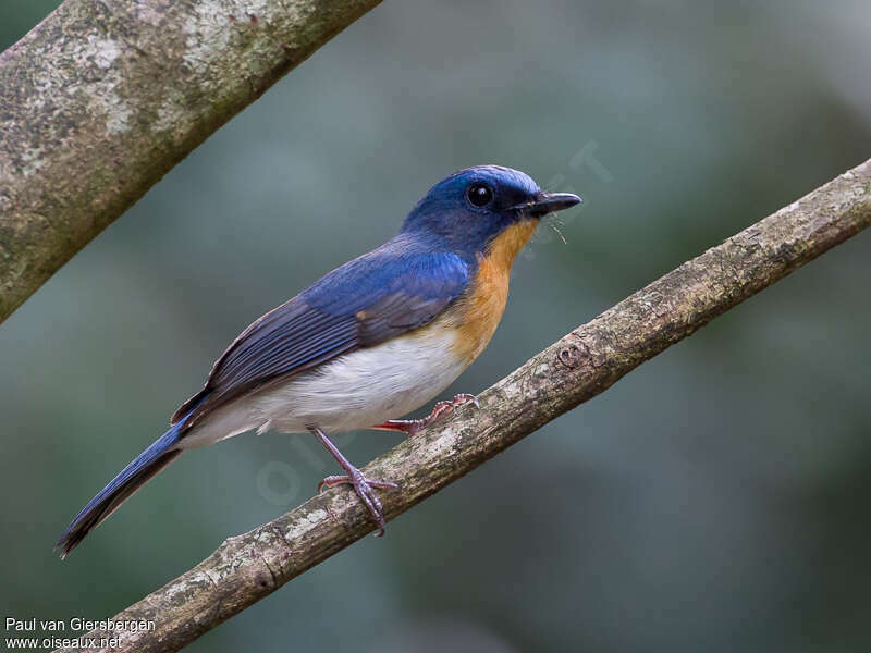 Indochinese Blue Flycatcher male adult breeding, identification