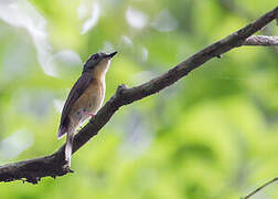 Pale-chinned Blue Flycatcher