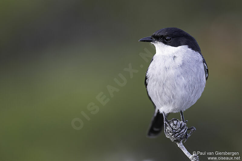 Fiscal Flycatcher male adult