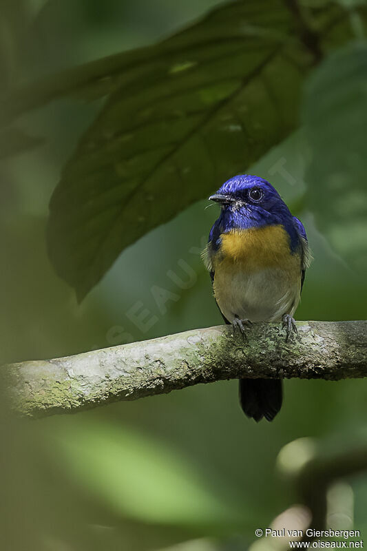 Malaysian Blue Flycatcher male adult